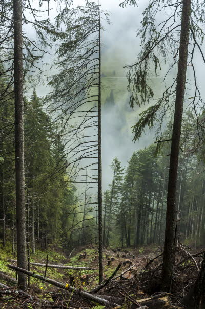 Kahlschlag im Bergwald