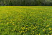 Wiese mit gelben Blumen
