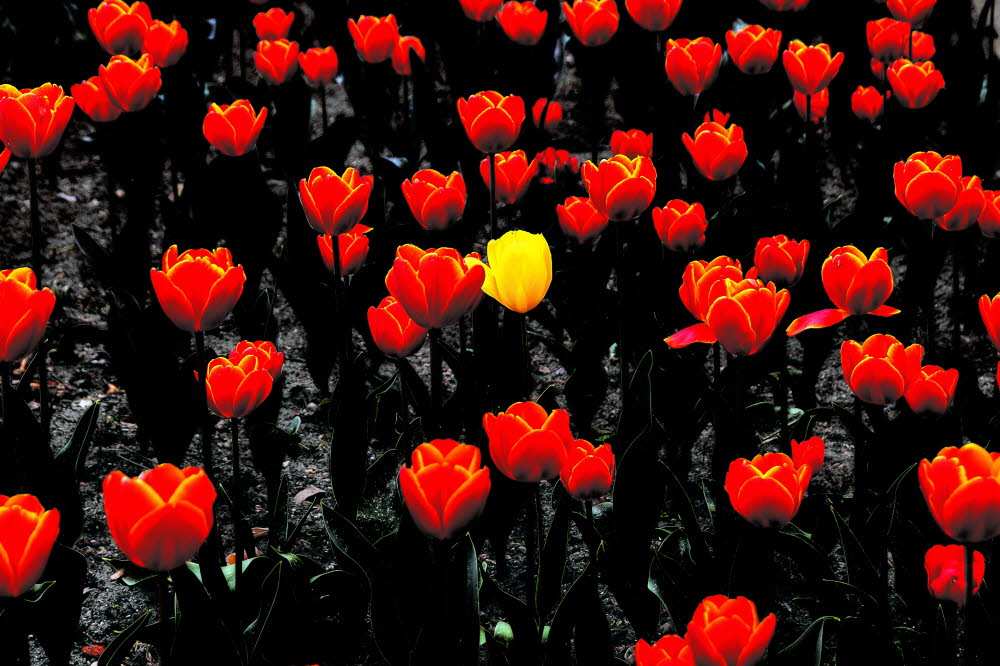 rote Tulpen