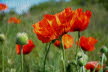 Klatschmohn