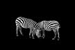 2 Zebras