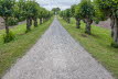 Allee zum Schloss Bothmer