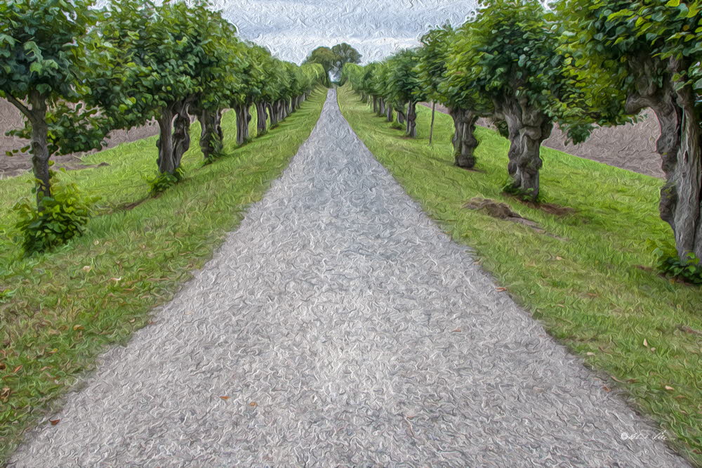 Allee zum Schloss Bothmer